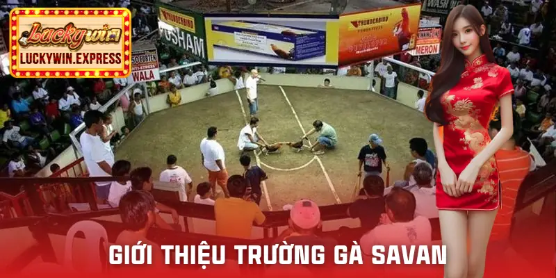 truong-ga-savan-gioi-thieu